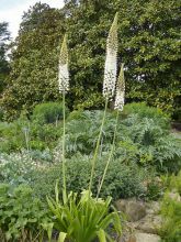 Eremurus Joanna - Lis des steppes