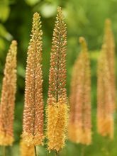 Eremurus Pinokkio - Lis des steppes