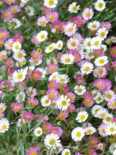 Graines d'Erigeron karvinskianus Profusion - Vergerette