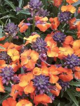 Giroflée, Erysimum Apricot Twist