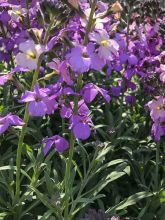 Giroflée vivace - Erysimum Poem Lavender