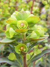 Euphorbia Whistleberry Garnet - Euphorbe