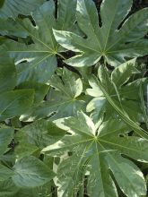 Faux-aralia - Fatsia japonica Variegata