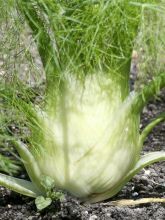 Fenouil Selma - Foeniculum officinalis