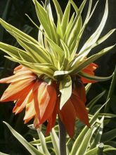 Fritillaire imperialis Aureomarginata - Couronne impériale