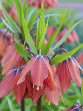 Fritillaire imperialis Bach - Couronne impériale