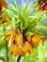 Fritillaire imperialis Prolifera - Couronne impériale