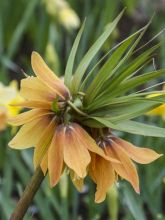 Fritillaire imperialis Tchaikovsky - Couronne impériale