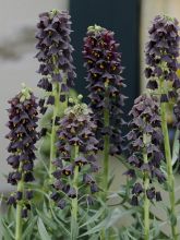 Fritillaire Persica Adiyaman