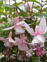 Fuchsia Elma-Hendricks