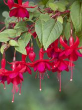 Fuchsia retombant Marinka