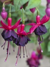 Fuchsia retombant Rohees Millenium