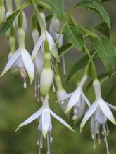 Fuchsia Hawkshead - Mérite de Courson - Fuchsia arbustif