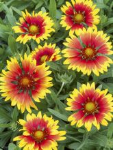 Gaillarde Royale rouge et jaune