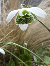 Perce-neige double - Galanthus nivalis Dionysus