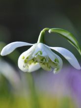 Perce-Neige Double -Galanthus Nivalis flore pleno