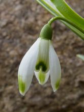 Perce-neige - Galanthus nivalis Viridi-Apice