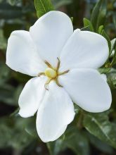 Gardenia Sweetheart - Jasmin du Cap