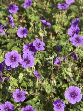 Geranium vivace Daily Purple