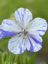 Géranium vivace des près 'Striatum'