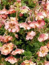 Geum Pretticoats Peach - Benoîte