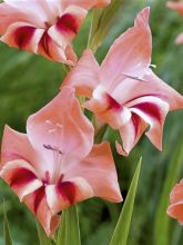 Glaïeul nain rose saumon - Gladiolus nanus Nathalie