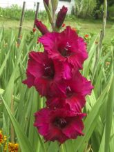 Glaïeul ou Gladiolus Fidelio