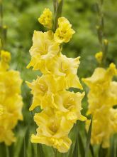 Glaïeul jaune d'or brillant - Gladiolus Morning Gold