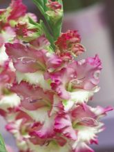 Glaïeul rose et blanc - Gladiolus Pink Lady