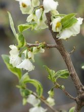 Halesia monticola Variegata - Halesia des montagnes panaché - Arbre aux clochettes d'argent panaché