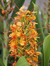 Hedychium coccineum Tara