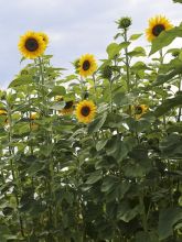 Soleil, Tournesol 'Géant'