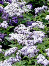 Heliotrope arborescens Menois