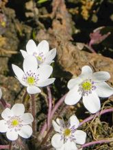 Hepatica nobilis White Forest- Anémone hépatique