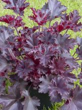 Heuchera Melting fire 