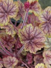 Heuchera MASTER PAINTERS Van Gogh - Heuchère