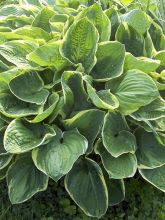 Hosta Christmas Tree