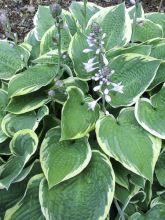 Hosta Fringe Benefit