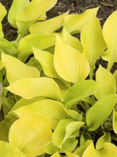 Hosta Golden Prayers