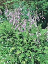 Hosta gracillima 'Variegata'