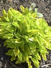 Hosta sieboldii Wogon