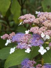 Hydrangea aspera Kawakami - Hortensia arbustif