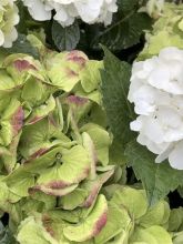 Hortensia - Hydrangea macrophylla Caipirinha