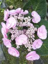 Hortensia - Hydrangea macrophylla Camino