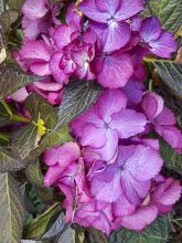 Hortensia - Hydrangea macrophylla Dark Angel Purple