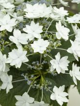 Hortensia 'Hanabi'