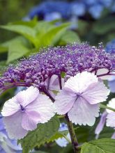 Hortensia - Hydrangea serrata Klaveren