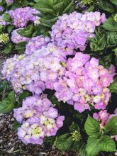 Hortensia - Hydrangea macrophylla Kumiko