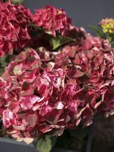 Hortensia - Hydrangea macrophylla Magical Crimson