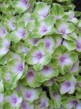 Hydrangea Magical Summer Green - Hortensia